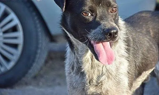 Gonzo szczeniak do adopcji, mazowieckie Milanówek