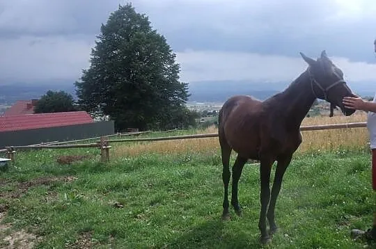 Sprzedam klaczkę małopolską