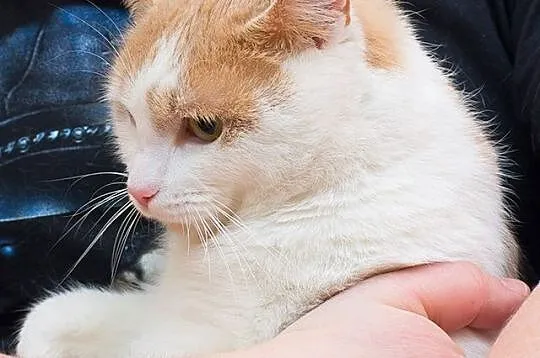 Miruś Puchatek