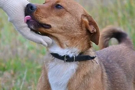 Pokochaj uroczego, młodziutkiego Bazylka... cudny 