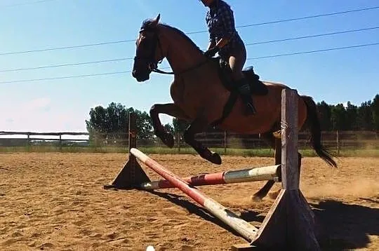 Kupię konia, , 