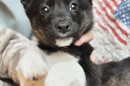 Indi - malutka ok 3 mies. suczka czeka na dom!,  m