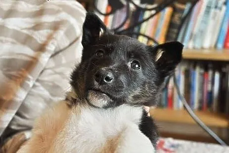 Indi - malutka ok 3 mies. suczka czeka na dom!,  m