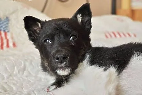 Indi - malutka ok 3 mies. suczka czeka na dom!,  m