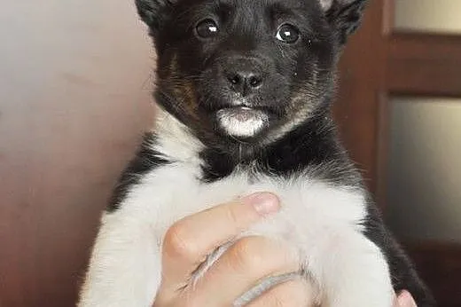 Indi - malutka ok 3 mies. suczka czeka na dom!,  m