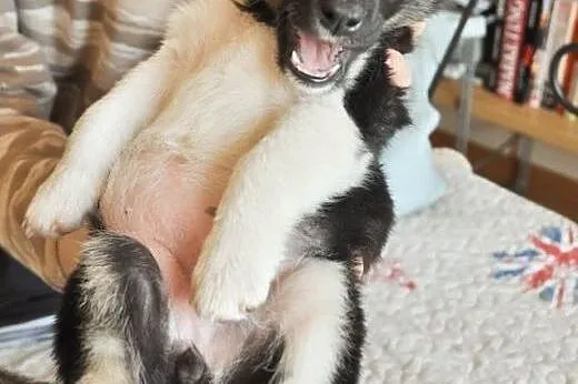 Indi - malutka ok 3 mies. suczka czeka na dom!,  m