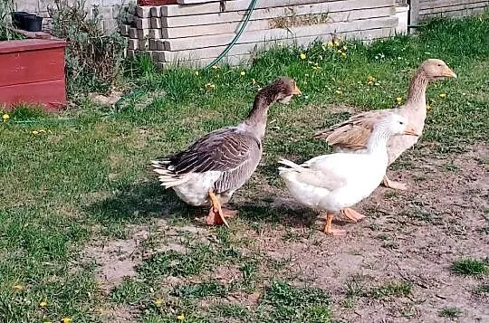 Sprzedam gęsi