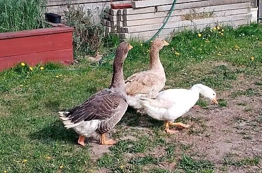 Sprzedam gęsi, Lubelskie, Smoryń