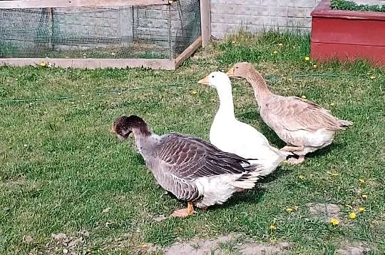 Sprzedam gęsi, Lubelskie, Smoryń