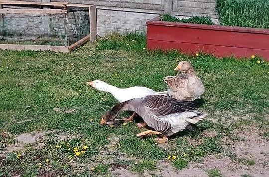 Sprzedam gęsi, Lubelskie, Smoryń