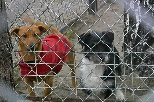 Maleńki Dex do adopcji