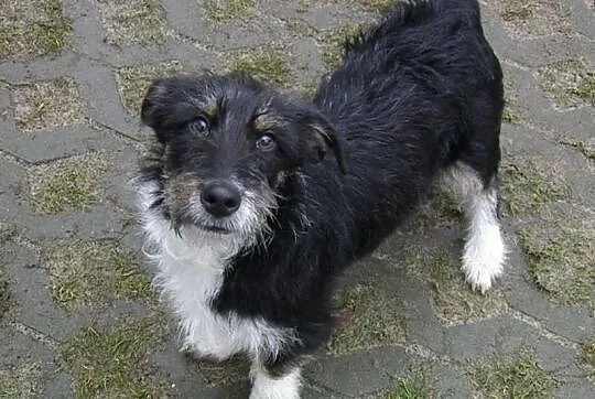 Maleńki Dex do adopcji