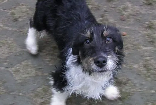 Maleńki Dex do adopcji