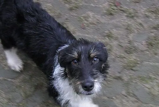 Maleńki Dex do adopcji