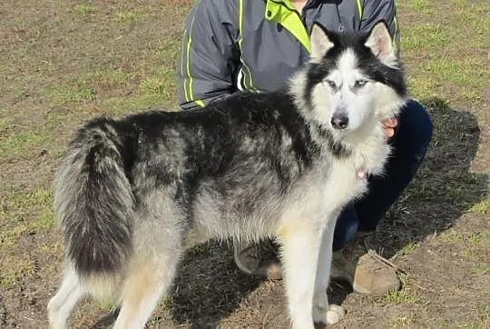 Stig to przepiękny husky, uśmiechnięty i wesoły