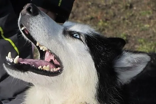 Stig to przepiękny husky, uśmiechnięty i wesoły