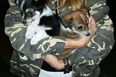 Szczeniaczki do adopcji,  mazowieckie Warszawa