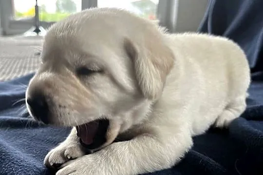 Labrador retriever ZKwP/FCI- najlepszy, najsilniejszy szczeniak z miotu