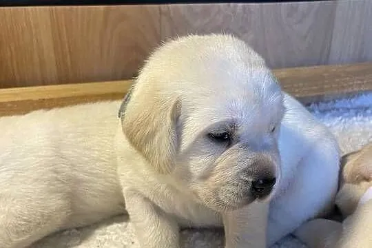 Labrador retriever ZKwP/FCI- najlepszy, najsilniejszy szczeniak z miotu, Kujawsko-pomorskie, Toruń