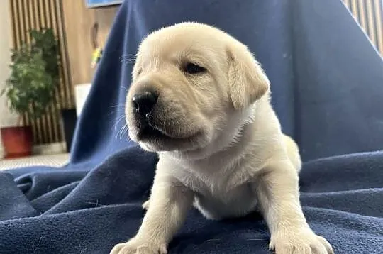 Labrador retriever ZKwP/FCI- najlepszy, najsilniejszy szczeniak z miotu, Kujawsko-pomorskie, Toruń