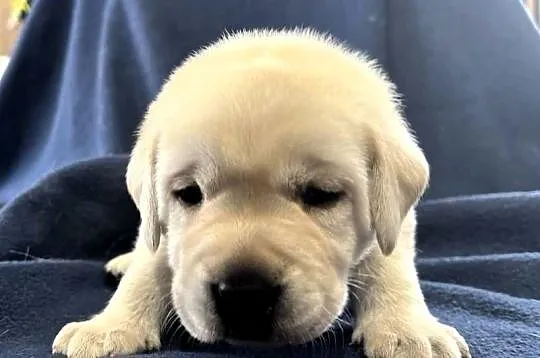 Labrador retriever ZKwP/FCI- najlepszy, najsilniejszy szczeniak z miotu, Kujawsko-pomorskie, Toruń