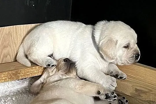 Labrador retriever ZKwP/FCI- najlepszy, najsilniejszy szczeniak z miotu, Kujawsko-pomorskie, Toruń