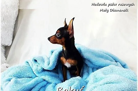 Mały Piesek BAKUŚ Ratlerek /sarenka Pinczer miniaturowy z Rodowodem 5m-cy