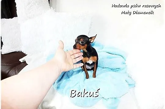 Mały Piesek BAKUŚ Ratlerek /sarenka Pinczer miniaturowy z Rodowodem 5m-cy, Lubuskie, Żary