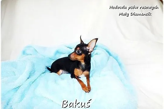 Mały Piesek BAKUŚ Ratlerek /sarenka Pinczer miniaturowy z Rodowodem 5m-cy, Lubuskie, Żary