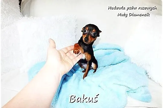 Mały Piesek BAKUŚ Ratlerek /sarenka Pinczer miniaturowy z Rodowodem 5m-cy, Lubuskie, Żary