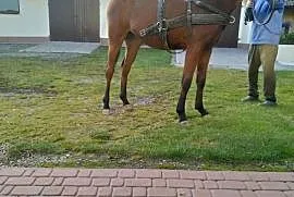 Klacz małopolska