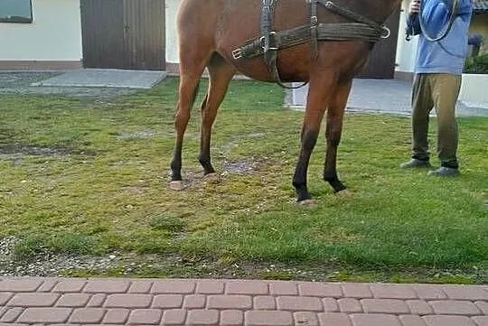 Klacz małopolska