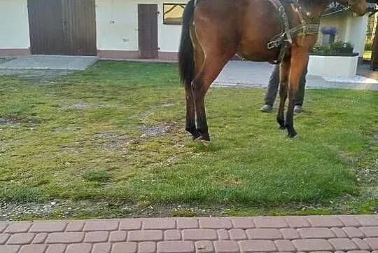 Klacz małopolska, Lubelskie, Bychawa