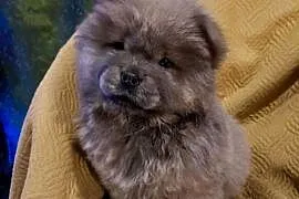 Wzorcowe Chow Chow Czał Czał piękny terrier rodzice FCI