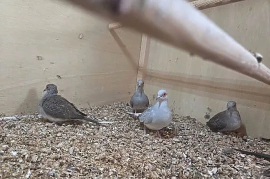 Klatki/Regały na ptaki, Podkarpackie, Haczów