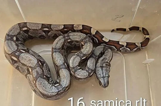 Boa cesarskie RLT