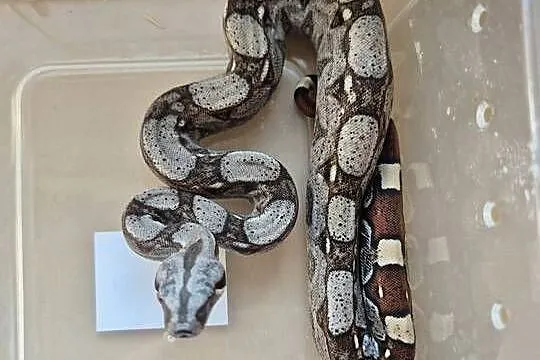 Boa cesarskie RLT, Małopolskie, Lgota