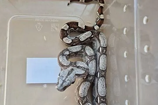 Boa cesarskie RLT, Małopolskie, Lgota