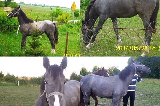 Sprzedam konia koń polski koń szlachetny półkrwi