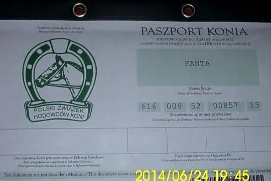 Sprzedam konia koń polski koń szlachetny półkrwi