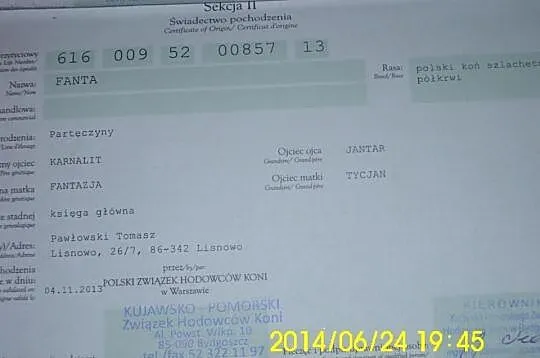 Sprzedam konia koń polski koń szlachetny półkrwi