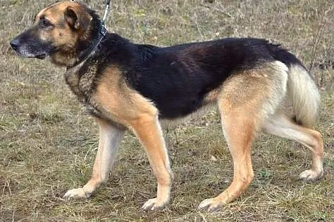 Bardzo kochany, wierny Kabat :),  warmińsko-mazurs