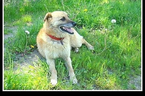 17kg,ma puszystą sierść,średnio ruchliwy,kocha spa