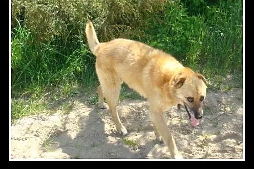 17kg,ma puszystą sierść,średnio ruchliwy,kocha spa