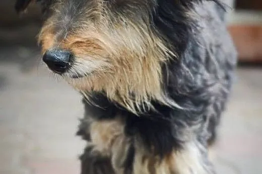 Spokojny, bezkonfliktowy i piękny! Kudłaty, uległy