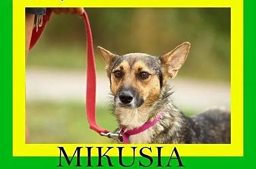 10kg,1.5roku,grzeczna,radosna,kontaktowa,suczka MI
