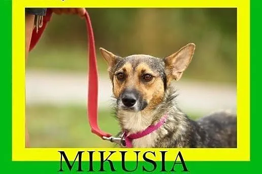 10kg,1.5roku,grzeczna,radosna,kontaktowa,suczka MI