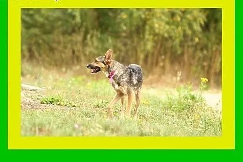 10kg,1.5roku,grzeczna,radosna,kontaktowa,suczka MI