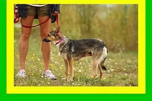 10kg,1.5roku,grzeczna,radosna,kontaktowa,suczka MI