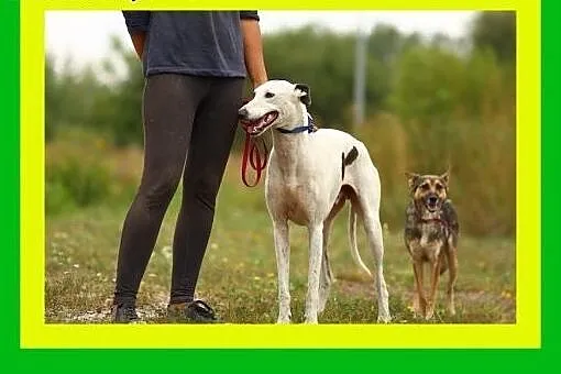 10kg,1.5roku,grzeczna,radosna,kontaktowa,suczka MI